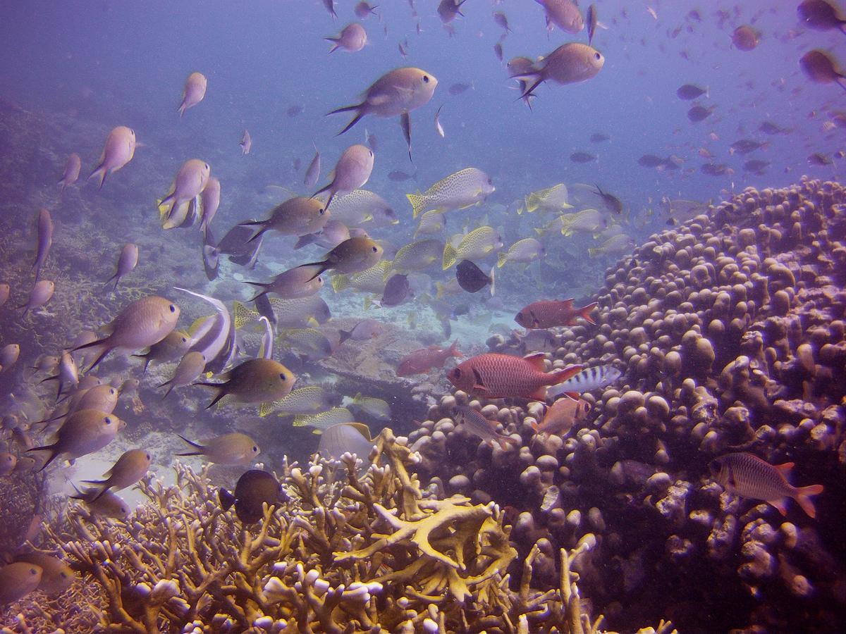 Butiama Marine Camp Hotel Utende ภายนอก รูปภาพ