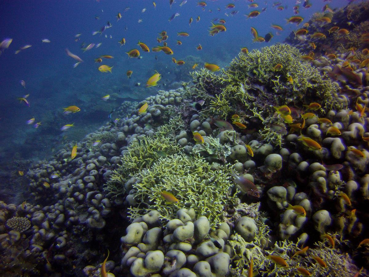 Butiama Marine Camp Hotel Utende ภายนอก รูปภาพ