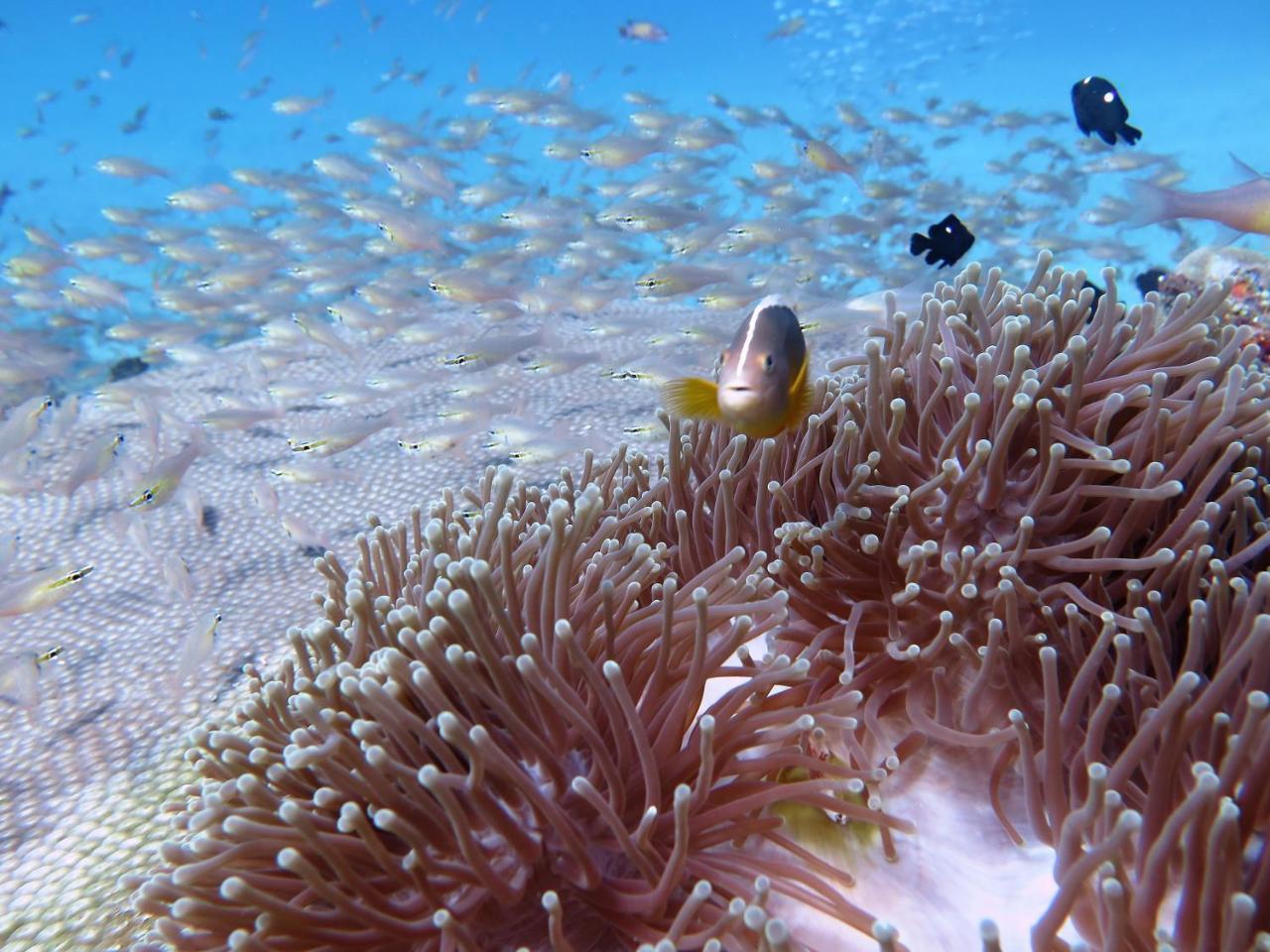 Butiama Marine Camp Hotel Utende ภายนอก รูปภาพ